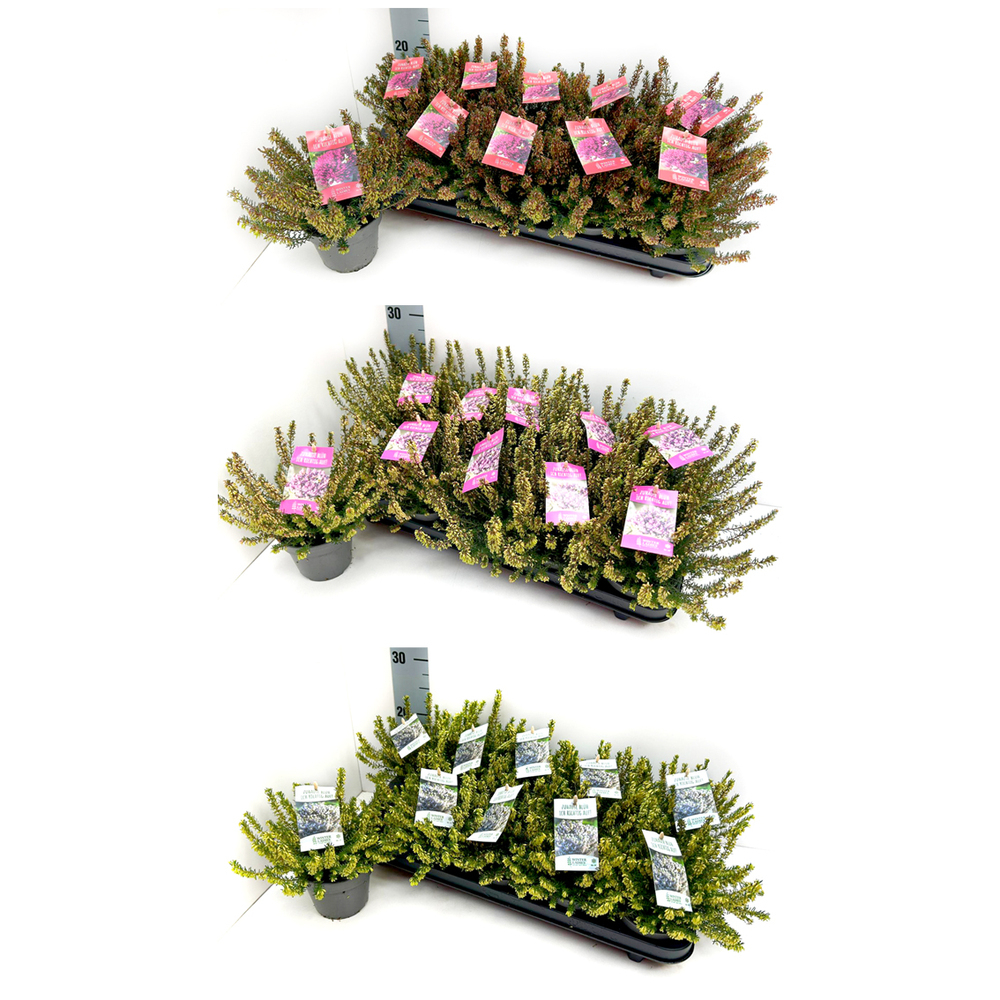 erica carnea winterladies