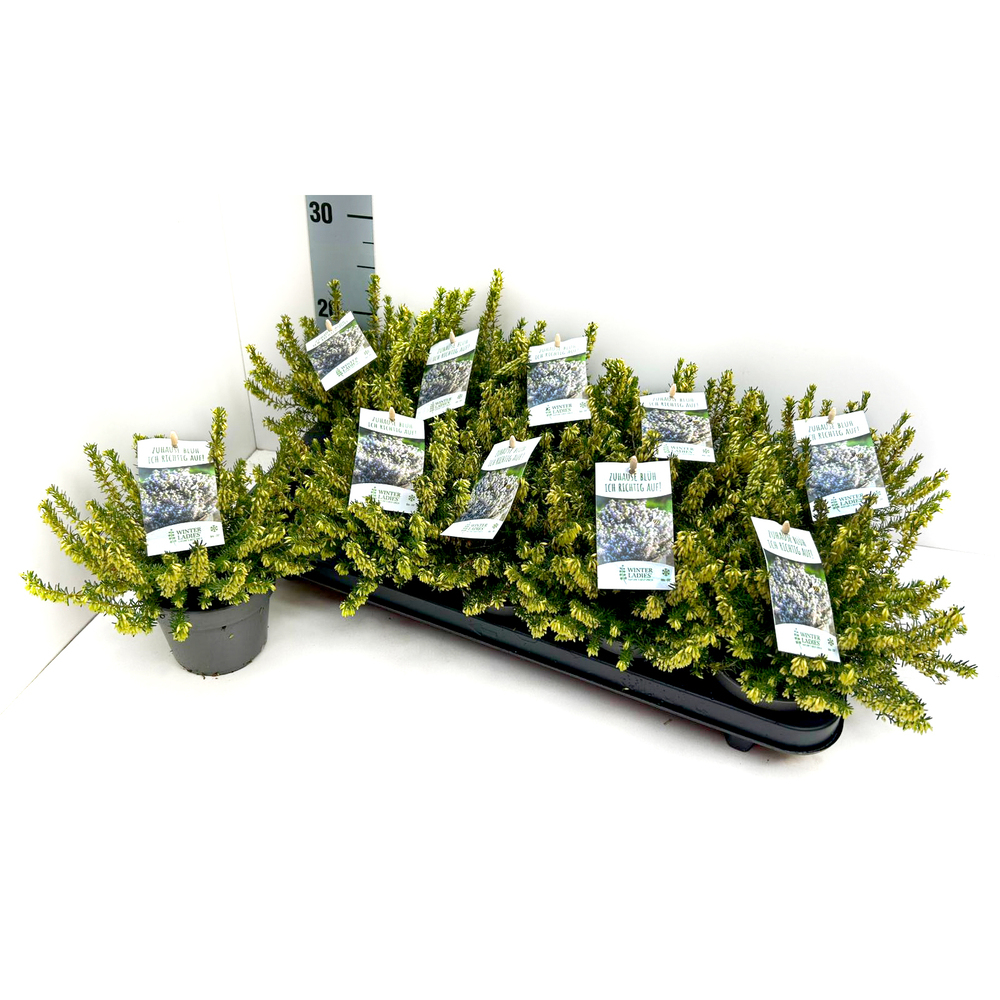 erica carnea winterladies