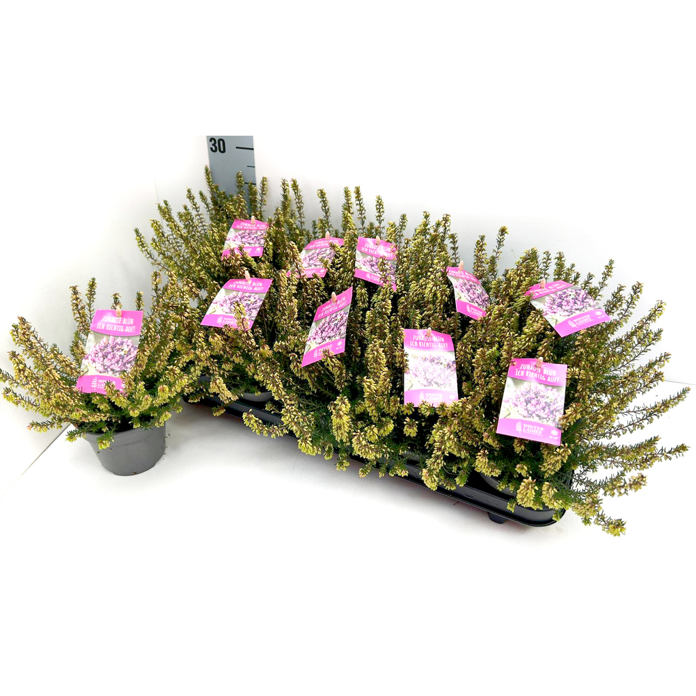 erica carnea winterladies