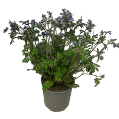 Polemonium reptans heaven scent