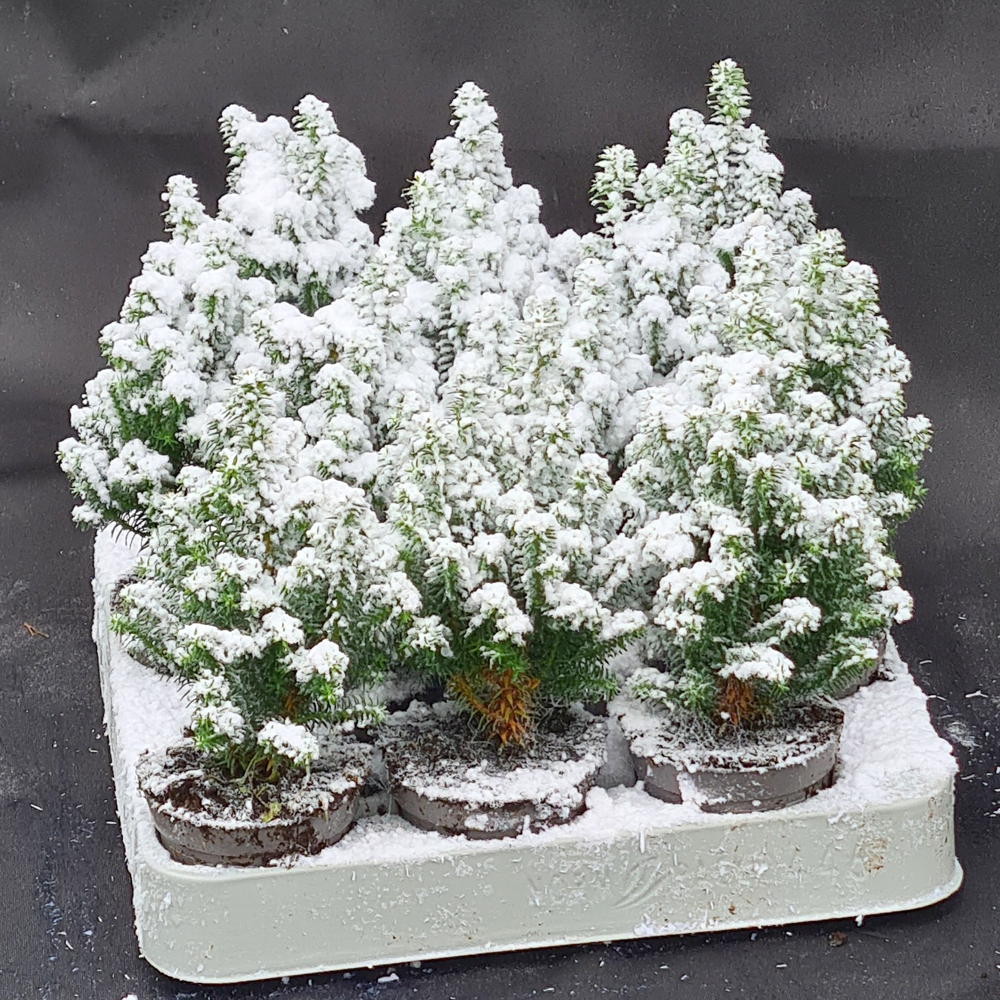 chamaecyparis thyoides top point