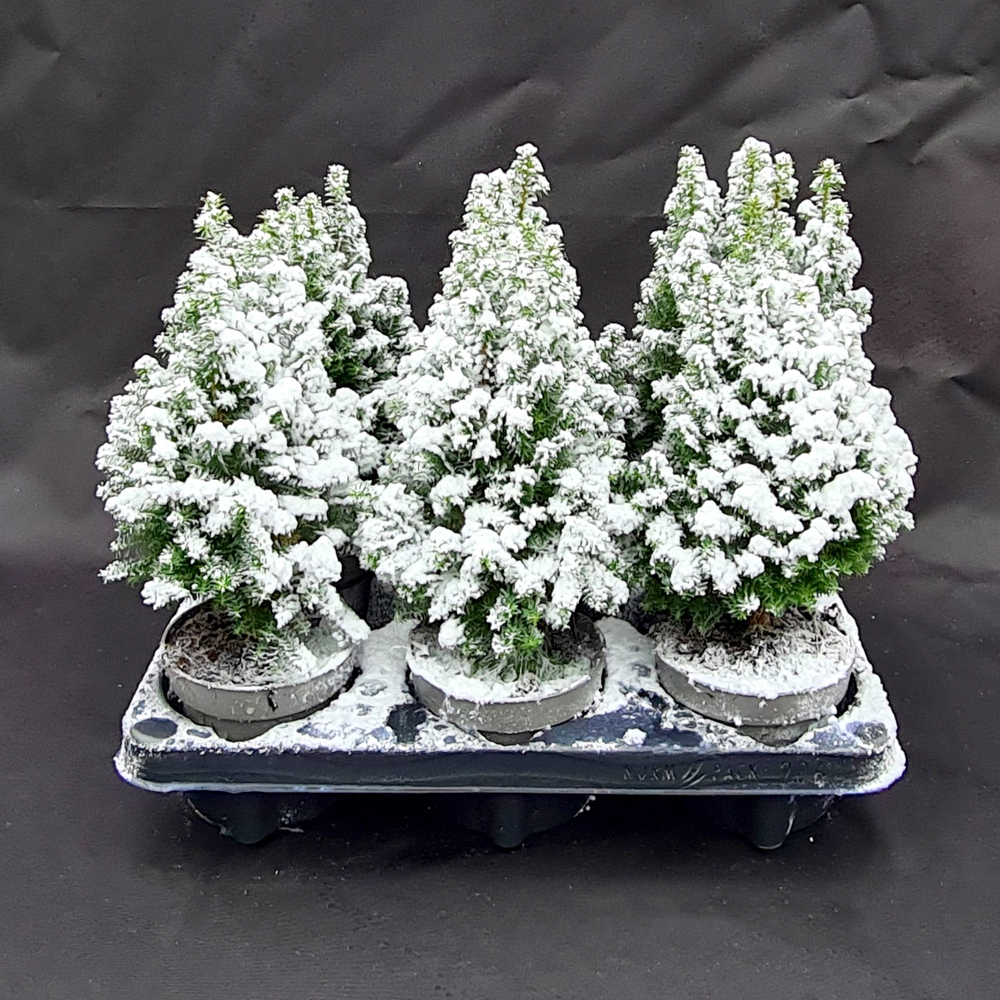 chamaecyparis thyoides top point