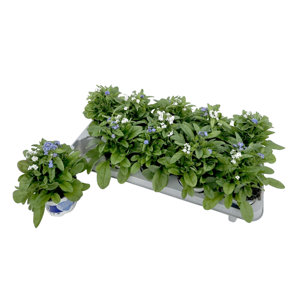 Myosotis sylvatica mon amie duo