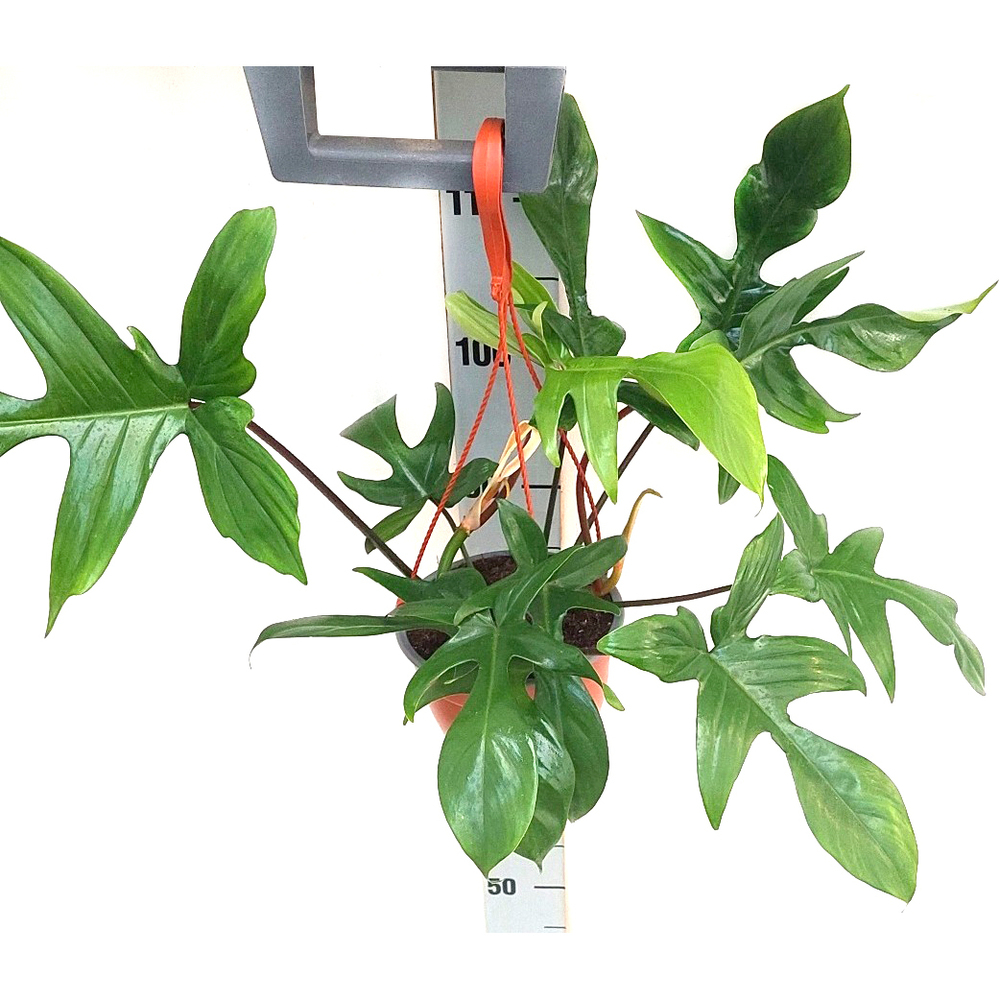 Philodendron florida green