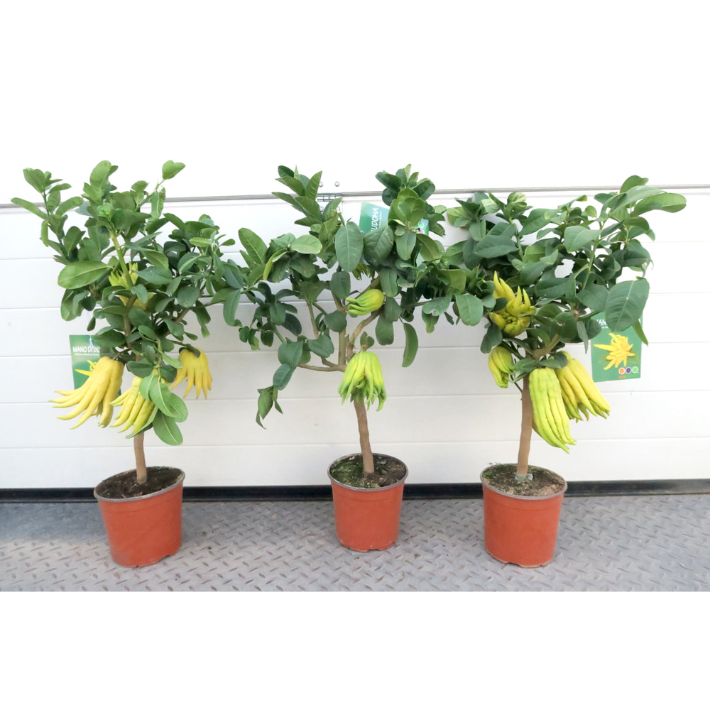 Citrus medica mano di buddha