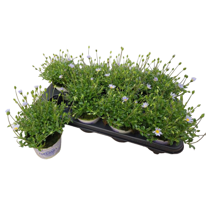 Felicia amelloides melmac blue