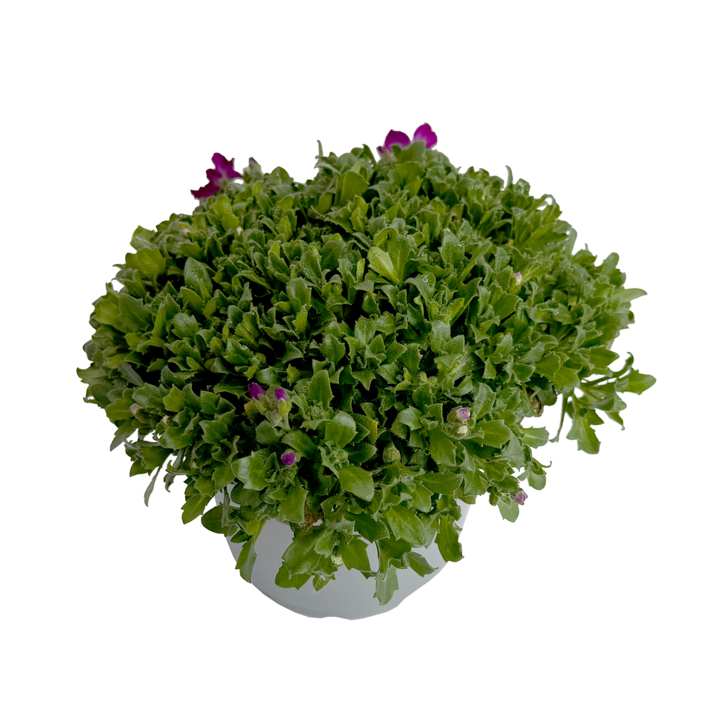 Aubrieta gracilis florado