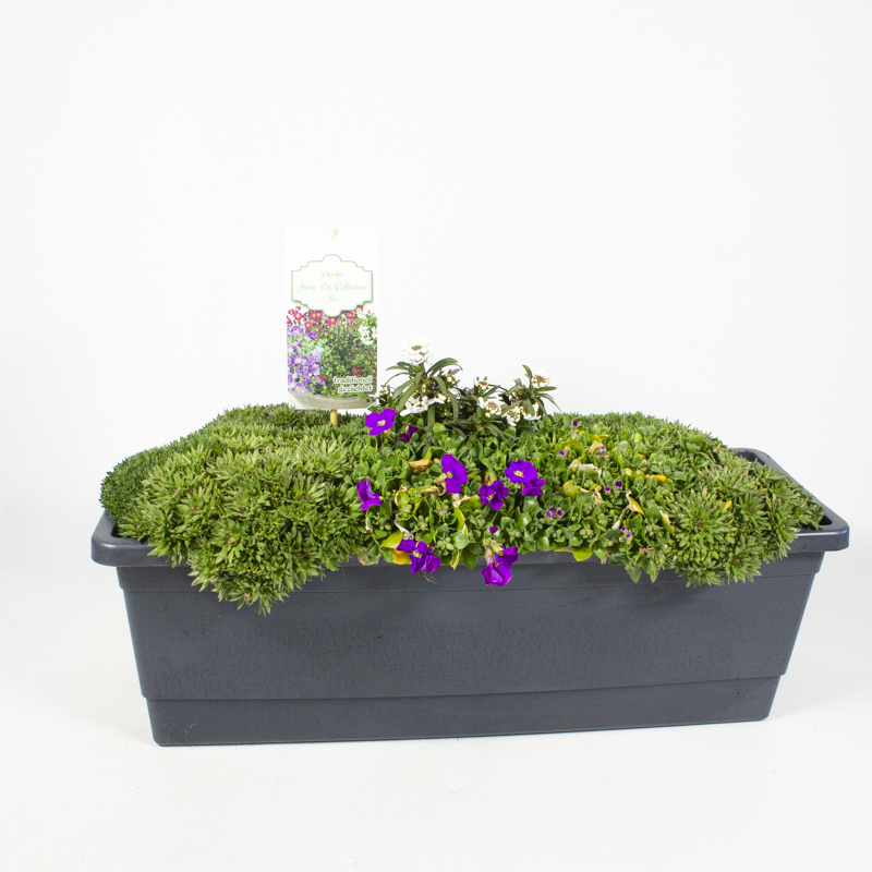 Stauden frühjahrsstauden trio