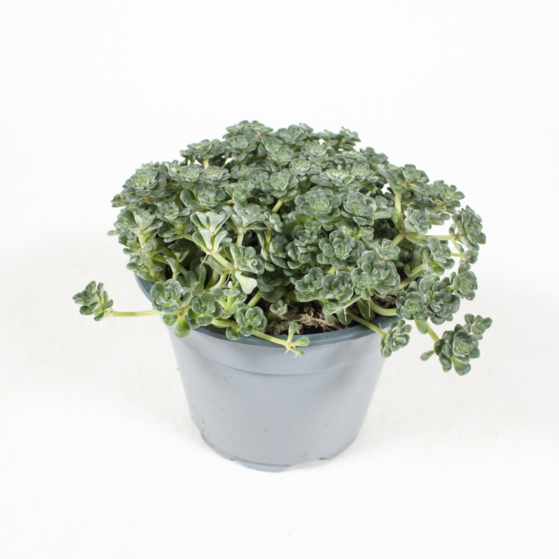 Sedum spathulifolium