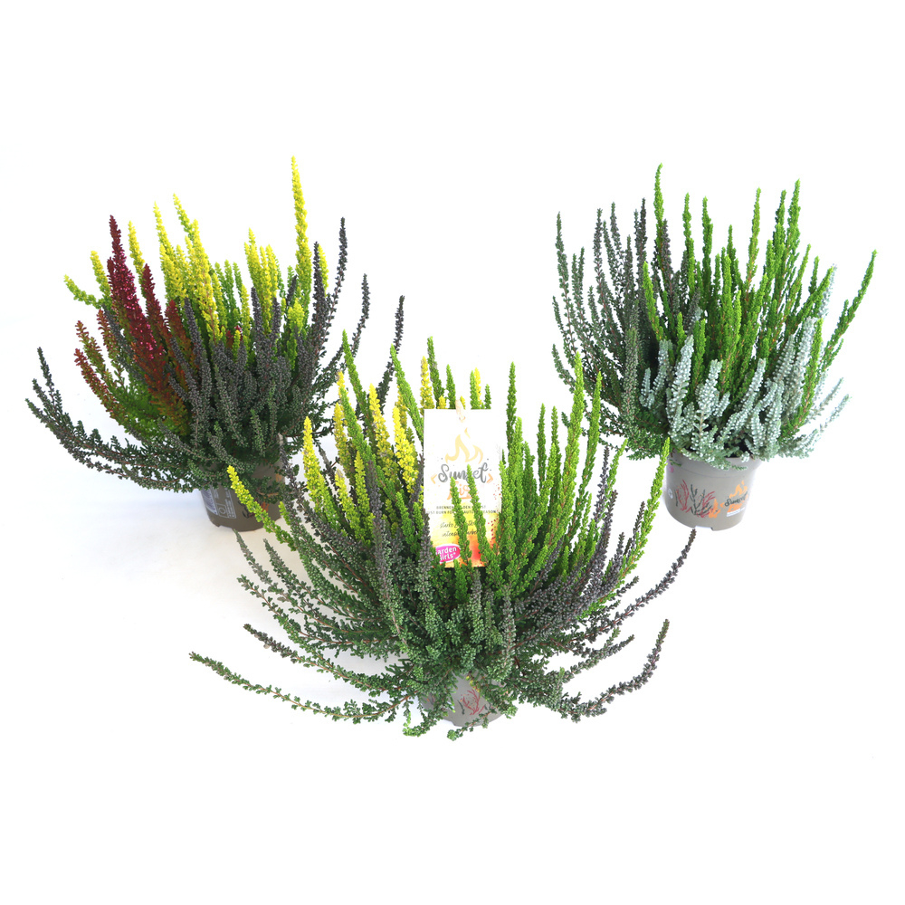 Calluna vulgaris garden girls sunset fire trio