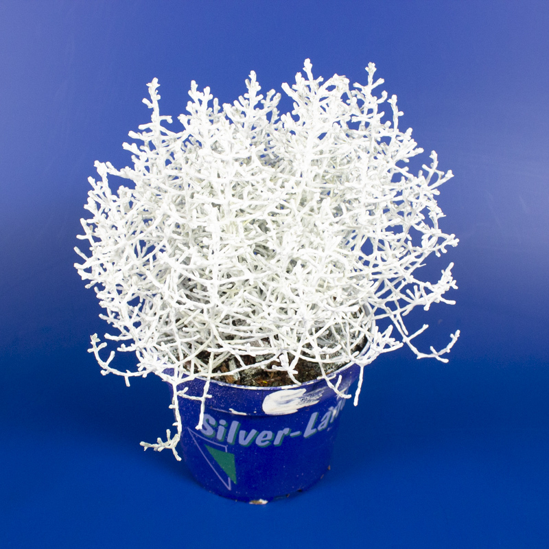 Calocephalus/leucophyta brownii gefärbt