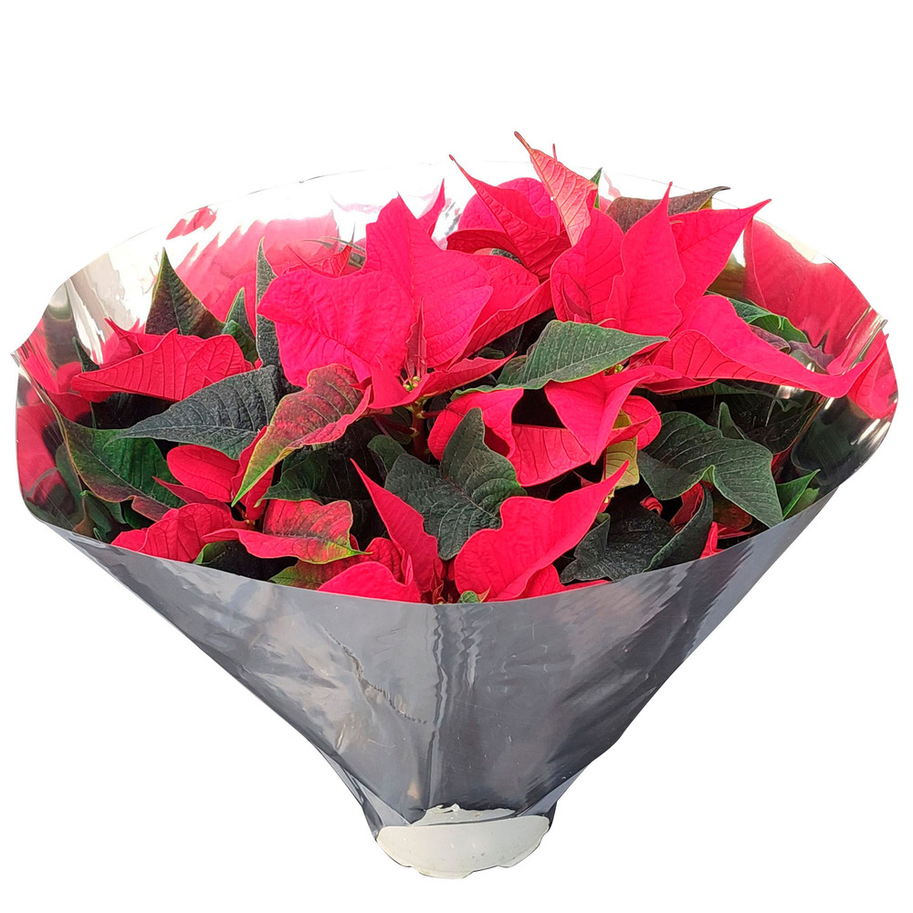 euphorbia pulcherrima