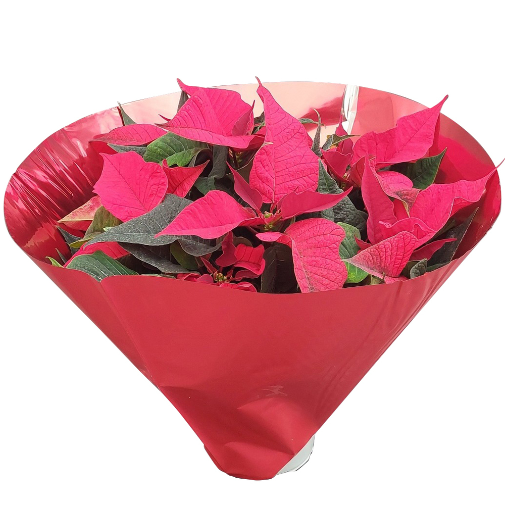 euphorbia pulcherrima