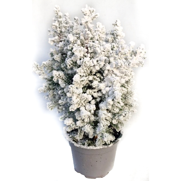 Chamaecyparis thyoides top point