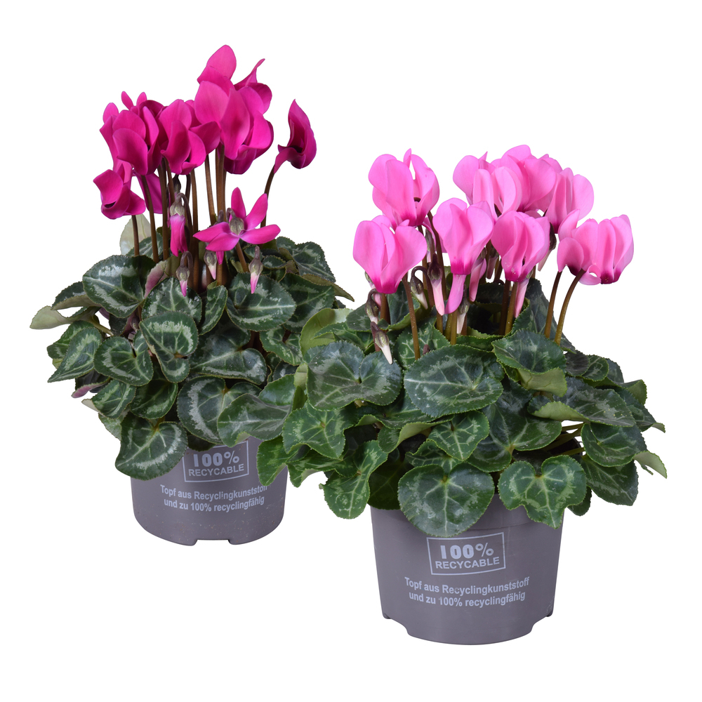 Cyclamen persicum mini