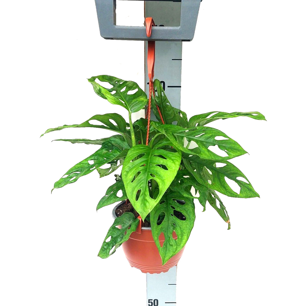 Monstera adansonii