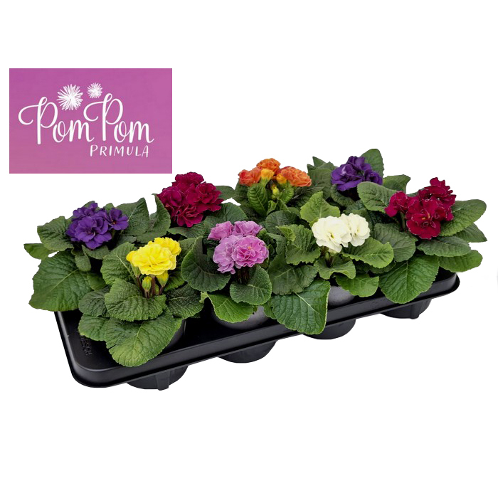 Primula acaulis pom pom (queen)