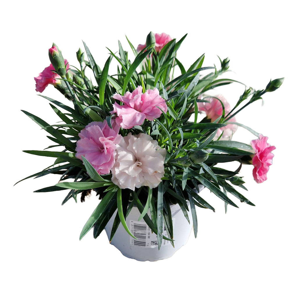 Dianthus caryophyllus i love u