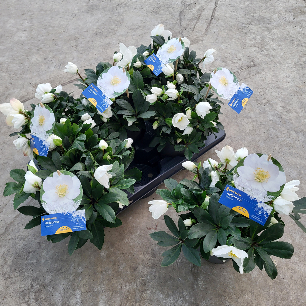 Helleborus niger hgc jerry