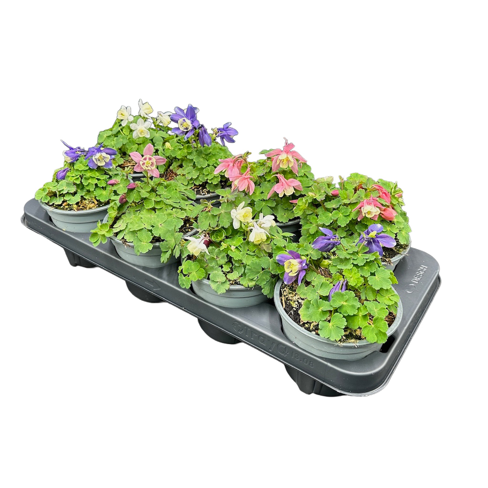 Aquilegia flabellata cameo