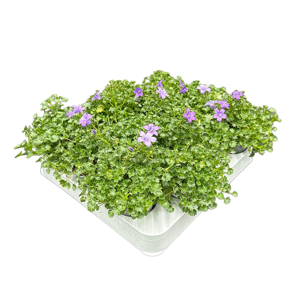 Campanula portenschlagiana