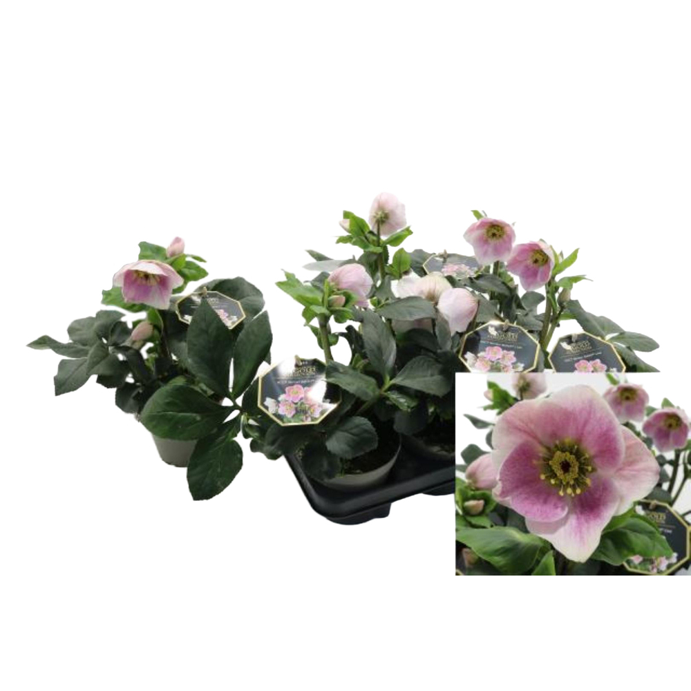 Helleborus lemperii hgc winter ballet liva