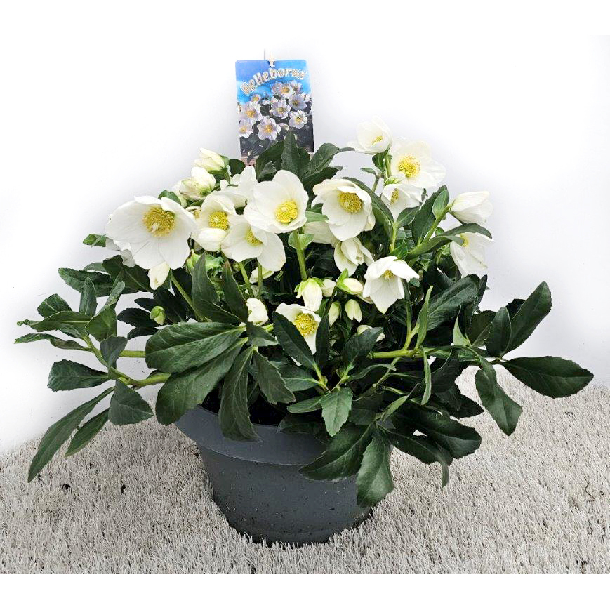 Helleborus niger hgc wintergold