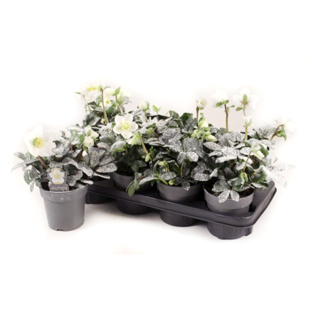 Helleborus niger albert