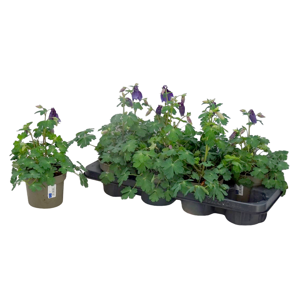 Aquilegia caerulea spring magic