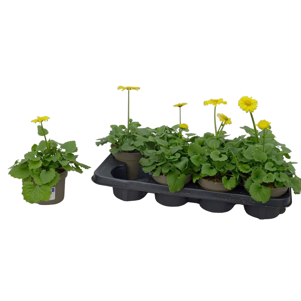 Doronicum leonardo compact