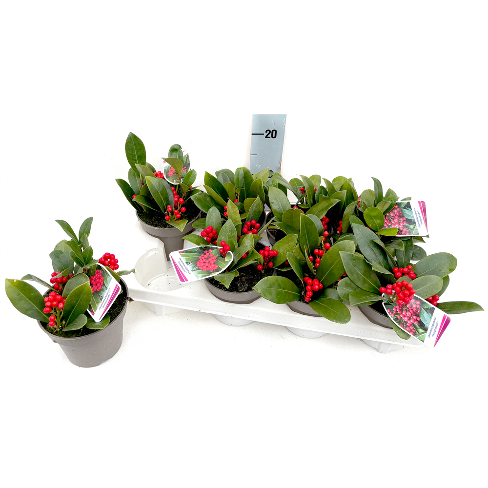 Skimmia japonica temptation