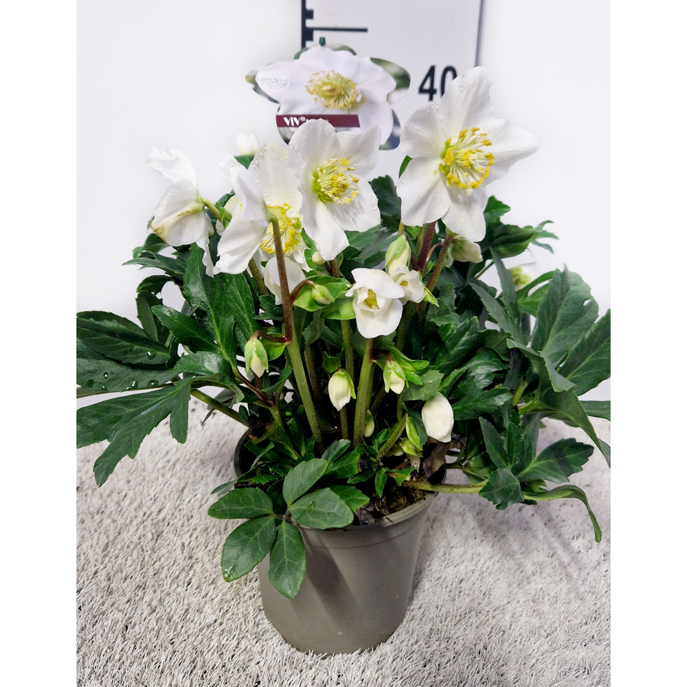 Helleborus niger viv viktor