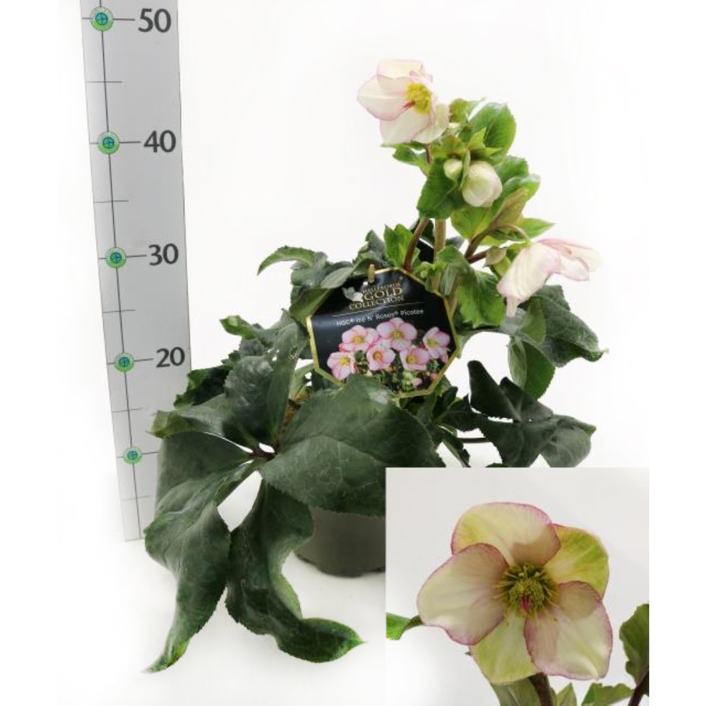 Helleborus glandorfensis inr picotee