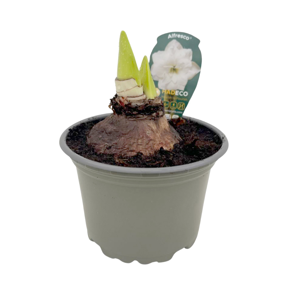 bulbes jacinthes narcissus...