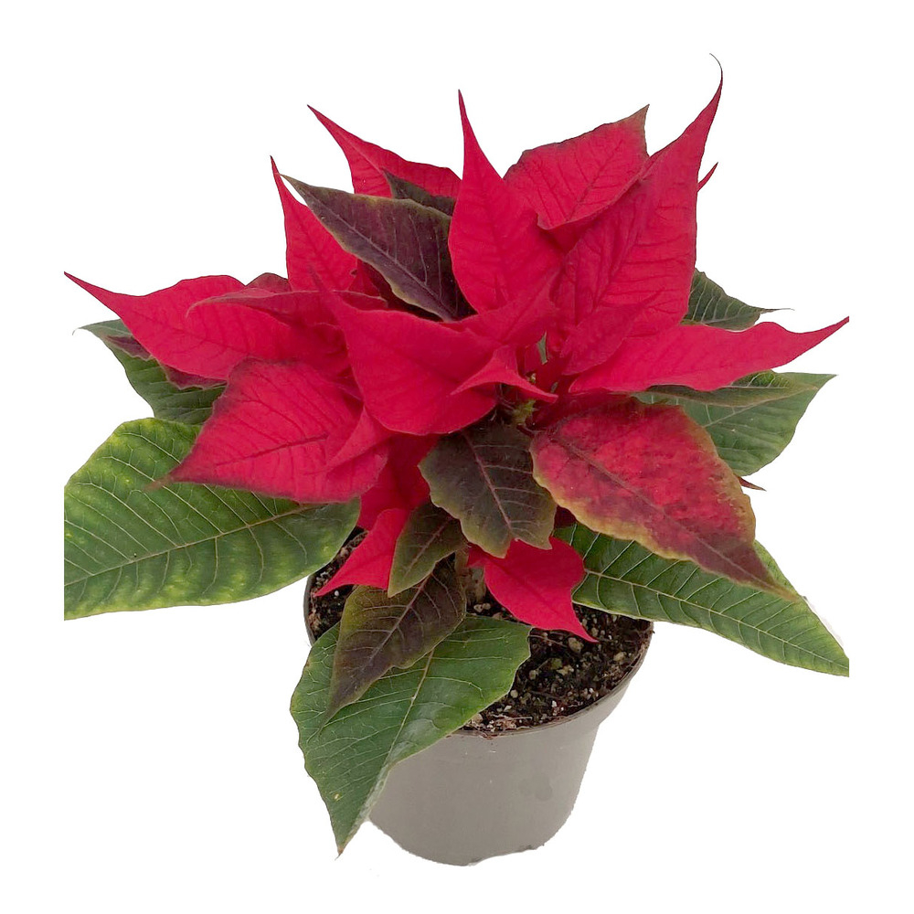 Euphorbia pulcherrima