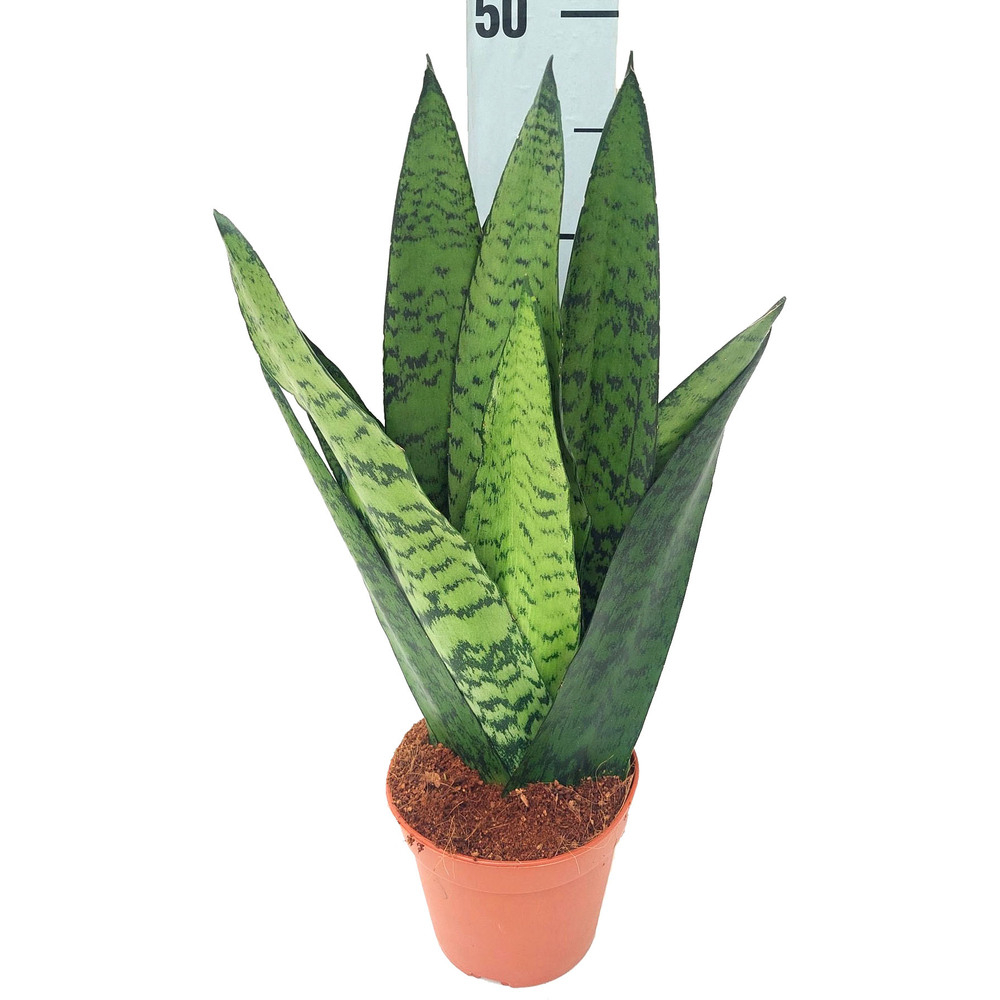 Sansevieria zeylanica musica