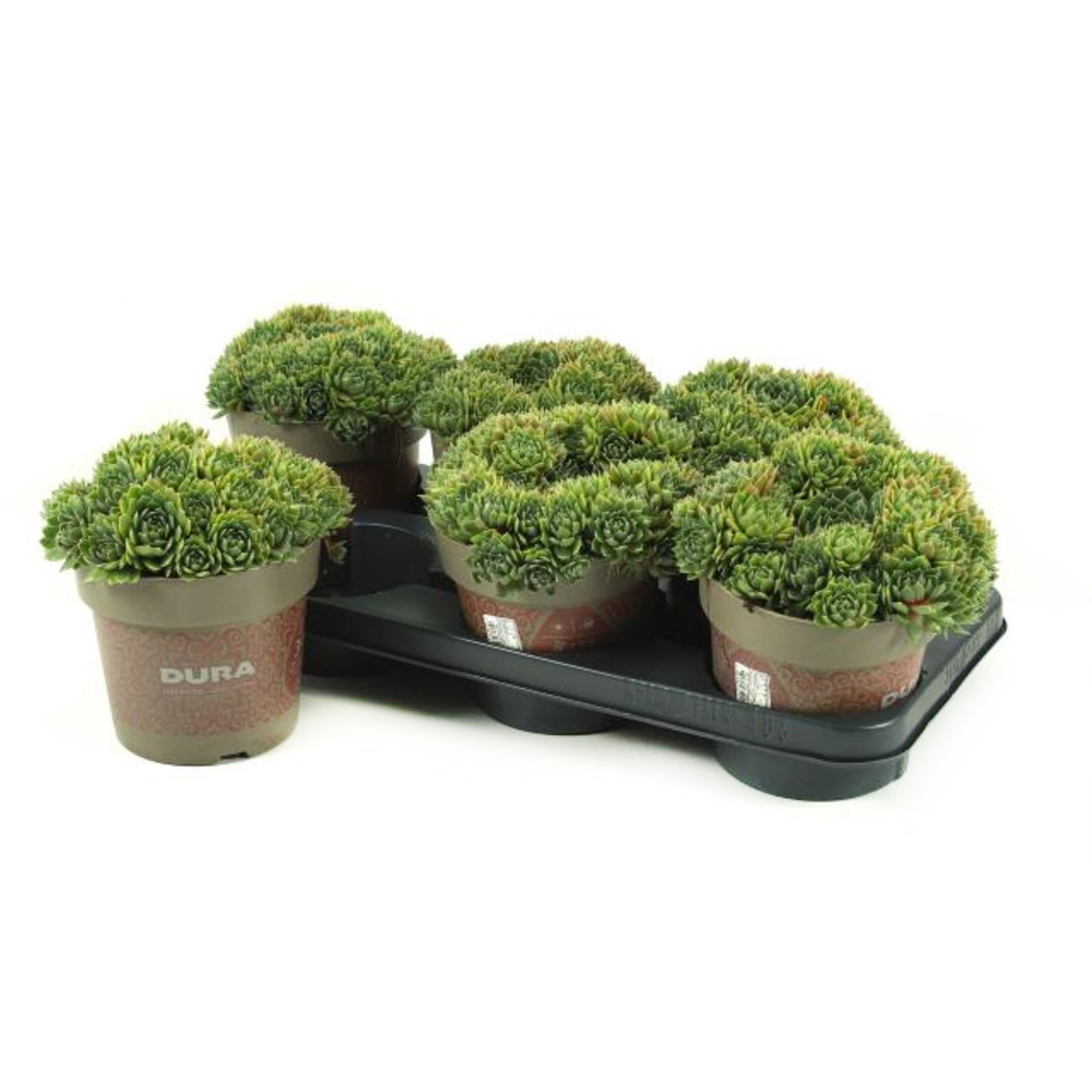 sempervivum tectorum