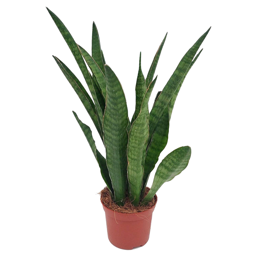 Sansevieria zeylanica greenline