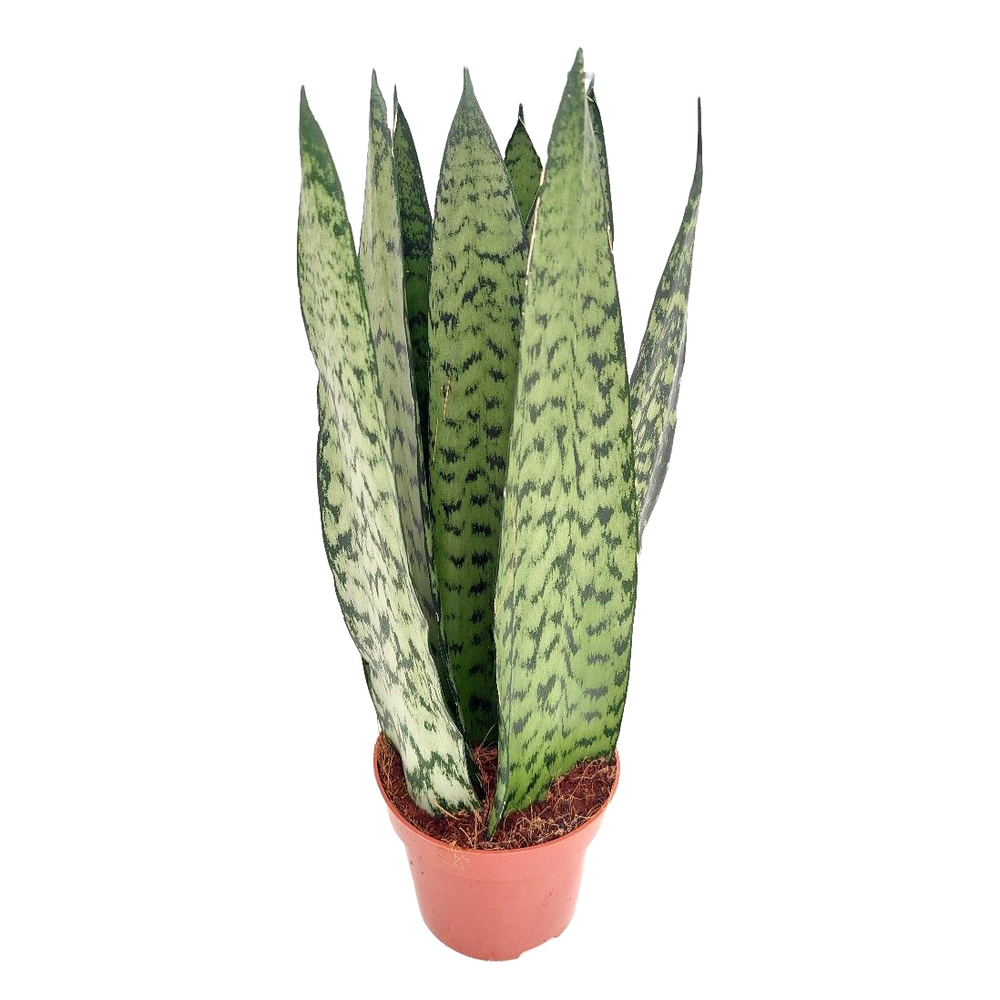 Sansevieria zeylanica crown