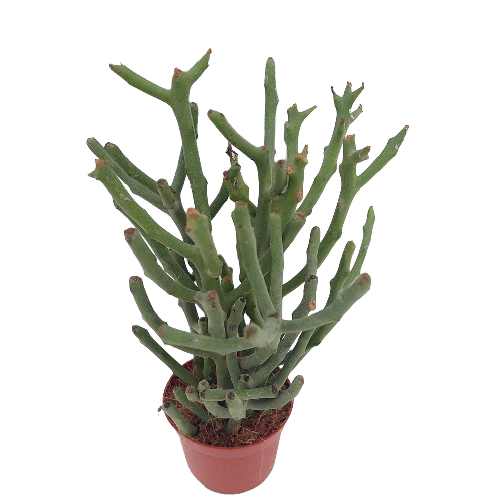 Euphorbia tirucalli
