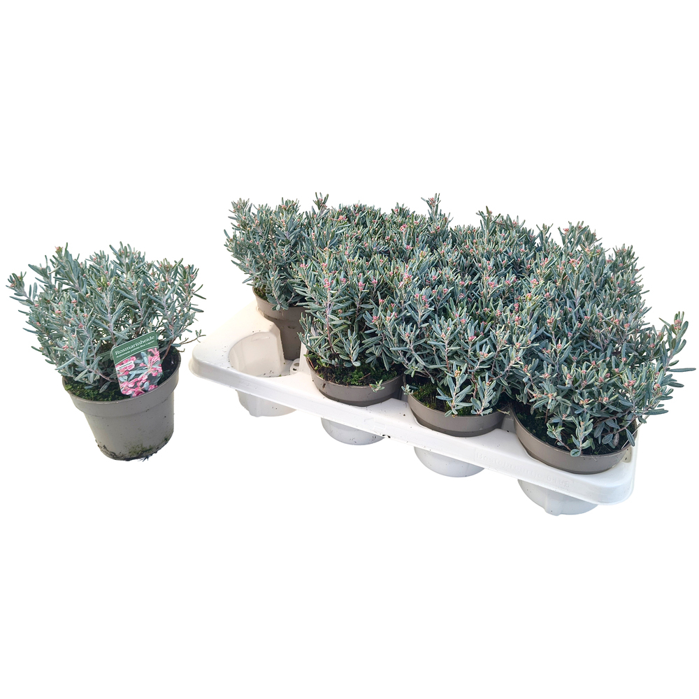 Andromeda polifolia blue lagoon