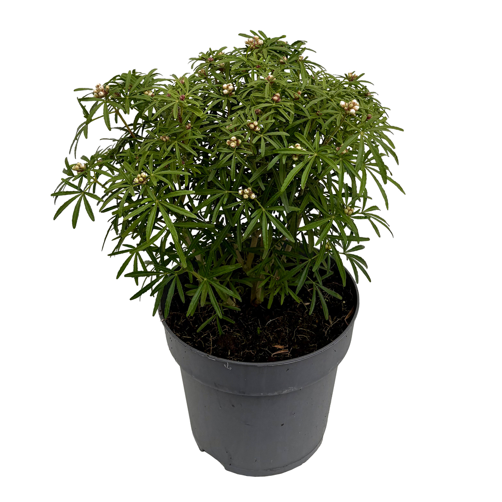 choisya ternata scented gem