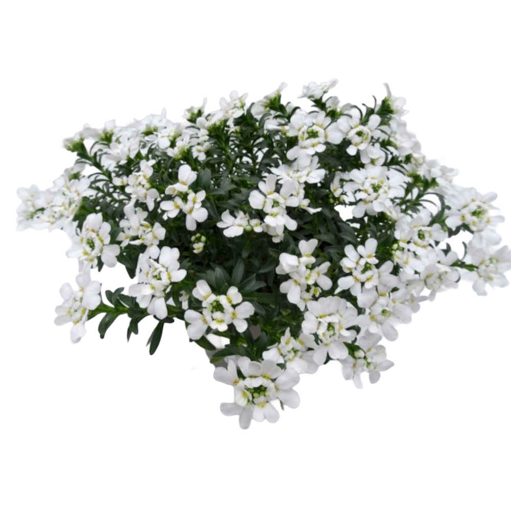 Iberis sempervirens snowpatrol