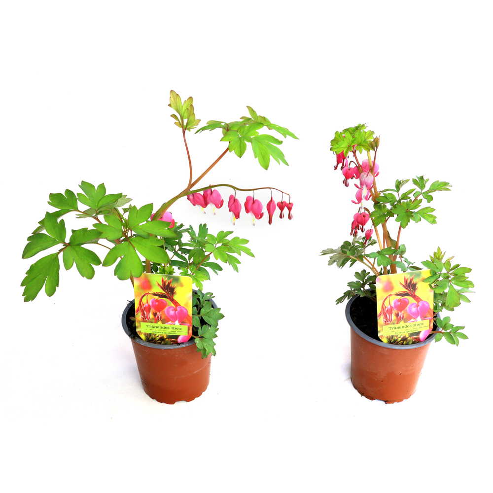 Dicentra spectabilis