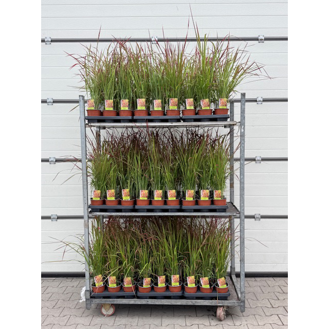 Imperata cylindrica red baron