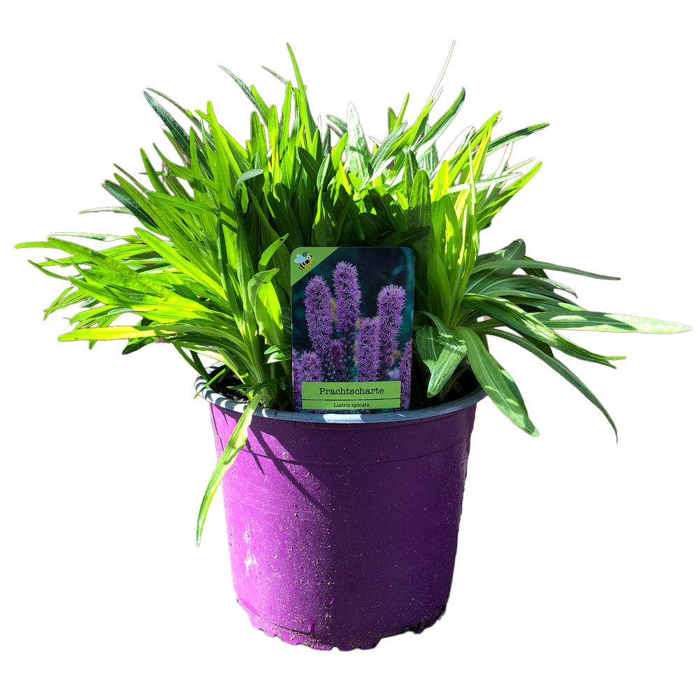 Liatris spicata