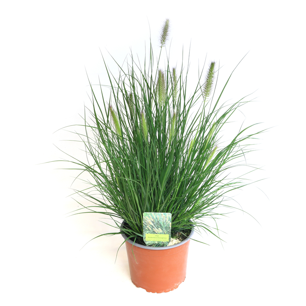 Pennisetum alopecuroides hameln