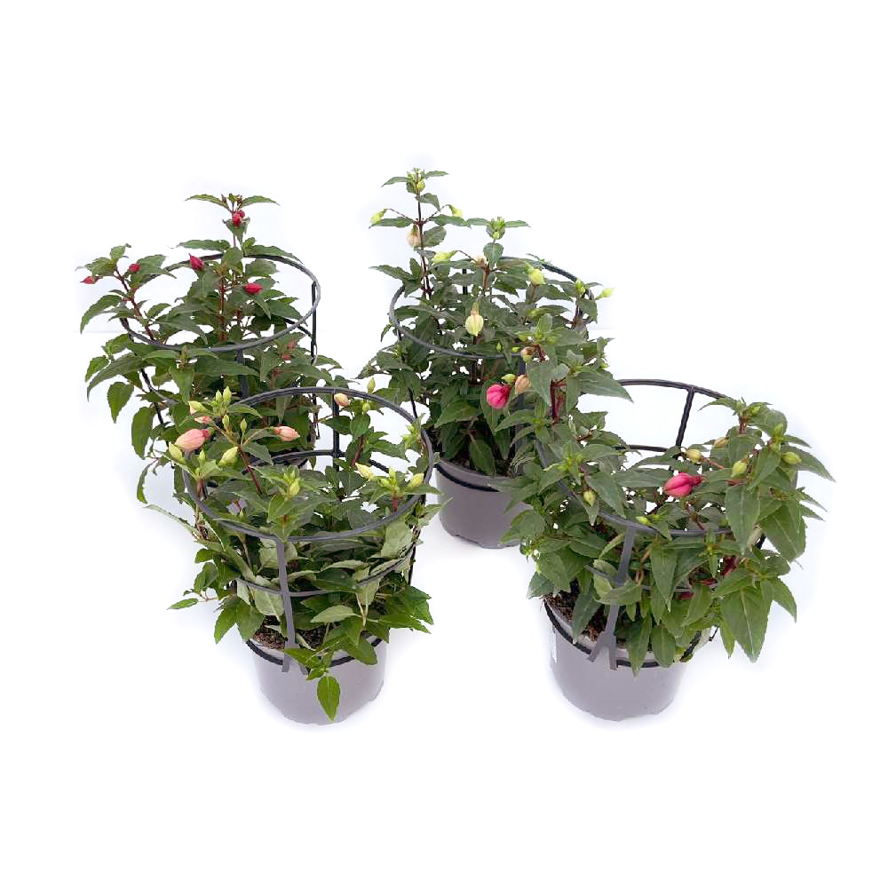 fuchsia hybrida