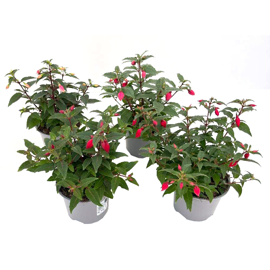 fuchsia hybrida