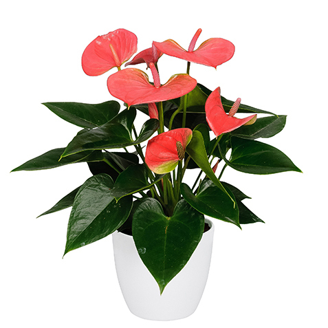 Anthurium andreanum sweet dream